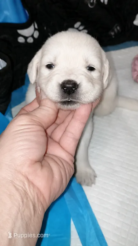 Pawn – English Cream Golden Retriever puppy for sale in Aliquippa, PA