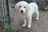 Pawn, a female English Cream Golden Retriever for sale in Aliquippa, PA – 5 of 10