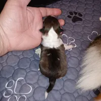 Marina, a female Shetland Sheepdog for sale in Aliquippa, PA – 4 of 5