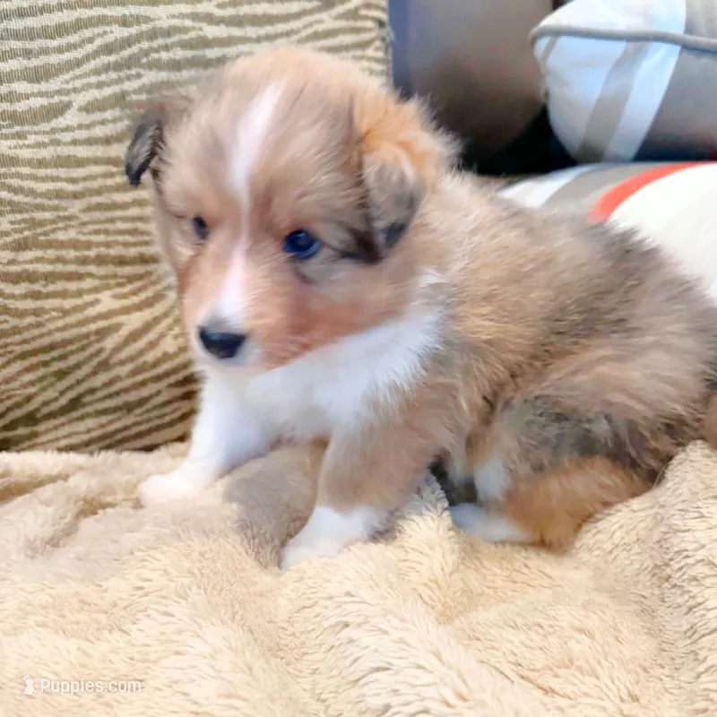 Teke – Shetland Sheepdog puppy for sale in Aliquippa, PA