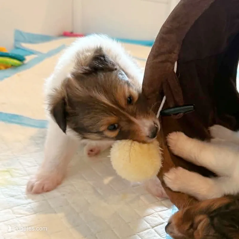 Coral – Shetland Sheepdog puppy for sale in Aliquippa, PA