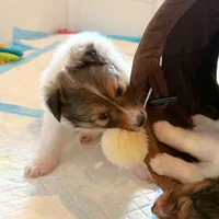 Coral, a female Shetland Sheepdog for sale in Aliquippa, PA – 5 of 10