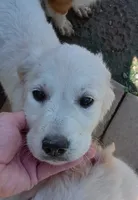 Pawn, a female English Cream Golden Retriever for sale in Aliquippa, PA – 6 of 10