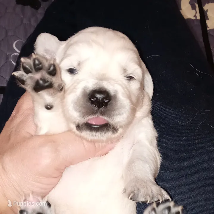 Pawn – English Cream Golden Retriever puppy for sale in Aliquippa, PA