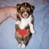 Dover, a male Shetland Sheepdog for sale in Aliquippa, PA – 1 of 5