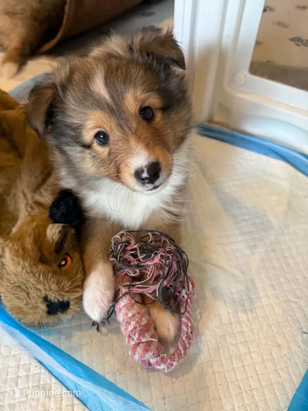 Tsunami – Shetland Sheepdog puppy for sale in Aliquippa, PA