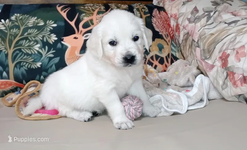 Rook – English Cream Golden Retriever puppy for sale in Aliquippa, PA