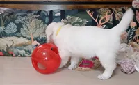 Rook, a female English Cream Golden Retriever for sale in Aliquippa, PA – 7 of 7