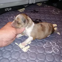 Charlotte, a female Shetland Sheepdog for sale in Aliquippa, PA – 3 of 4