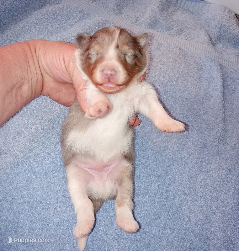 Leyland – Shetland Sheepdog puppy for sale in Aliquippa, PA