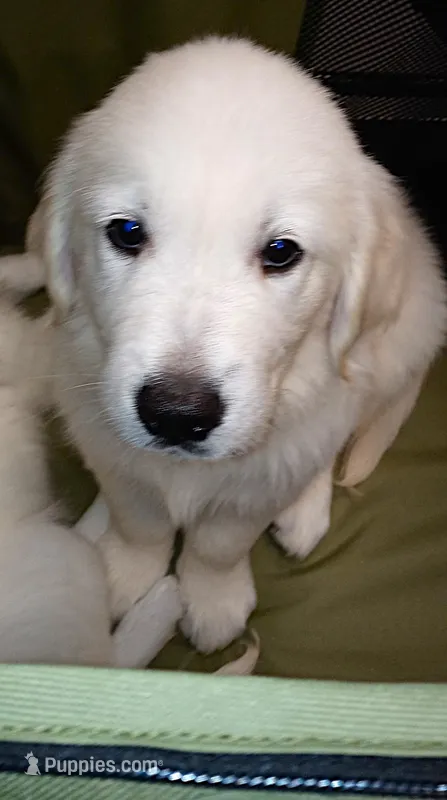 King – English Cream Golden Retriever puppy for sale in Aliquippa, PA