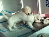 Checkmate, a female English Cream Golden Retriever for sale in Aliquippa, PA – 5 of 8