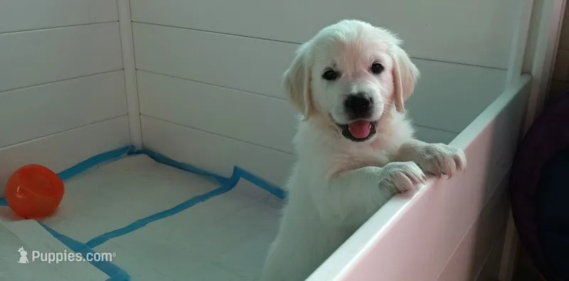 Rook – English Cream Golden Retriever puppy on hold in Aliquippa, PA
