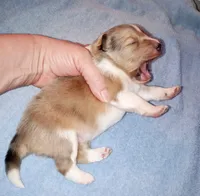 Teke, a male Shetland Sheepdog for sale in Aliquippa, PA – 3 of 6