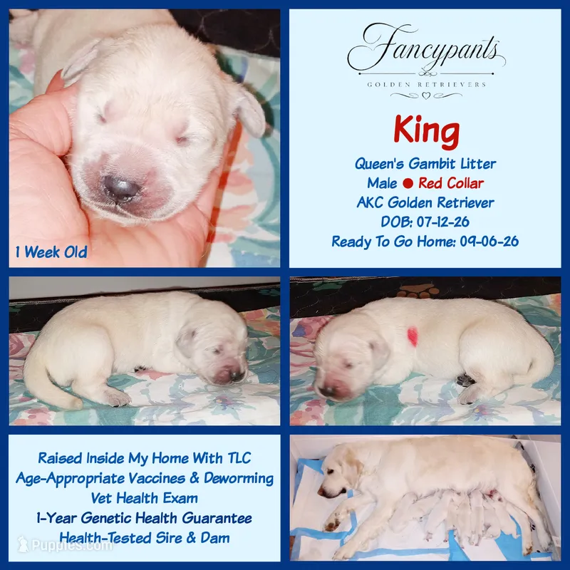 King – English Cream Golden Retriever puppy for sale in Aliquippa, PA