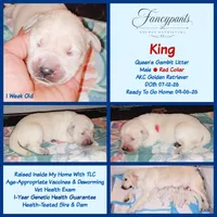 King, a male English Cream Golden Retriever for sale in Aliquippa, PA – 1 of 1