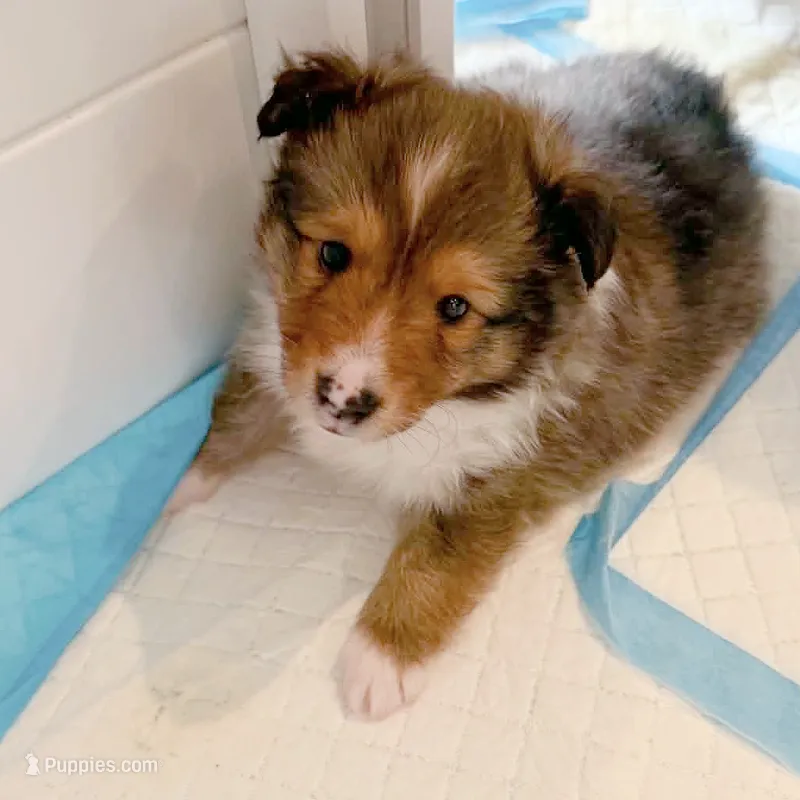 Tsunami – Shetland Sheepdog puppy for sale in Aliquippa, PA