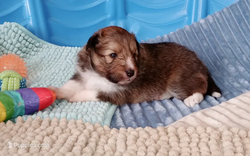Stargell – Shetland Sheepdog puppy for sale in Aliquippa, PA
