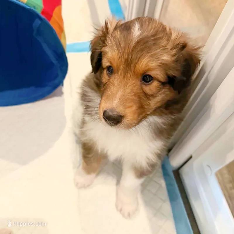 Dover – Shetland Sheepdog puppy for sale in Aliquippa, PA