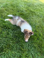 Coral, a female Shetland Sheepdog for sale in Aliquippa, PA – 8 of 10