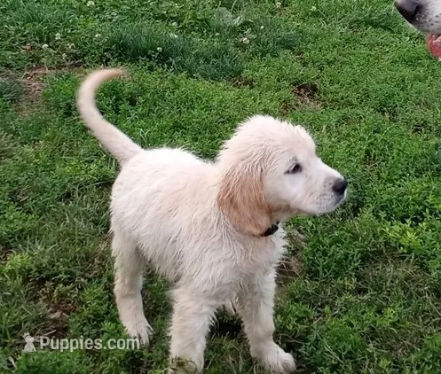 Knight – English Cream Golden Retriever puppy for sale in Aliquippa, PA