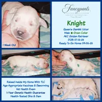 Knight, a male English Cream Golden Retriever for sale in Aliquippa, PA – 1 of 1