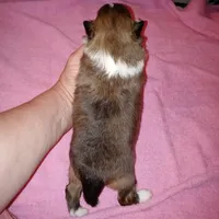 Daytona, a female Shetland Sheepdog for sale in Aliquippa, PA – 4 of 5