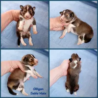 Gilligan, a male Shetland Sheepdog for sale in Aliquippa, PA – 7 of 7