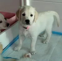 Checkmate, a female English Cream Golden Retriever for sale in Aliquippa, PA – 6 of 8