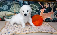 Bishop, a male English Cream Golden Retriever for sale in Aliquippa, PA – 7 of 8