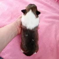 Marina, a female Shetland Sheepdog for sale in Aliquippa, PA – 5 of 6