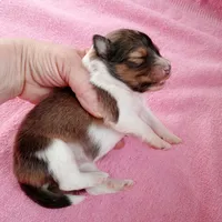 Marina, a female Shetland Sheepdog for sale in Aliquippa, PA – 2 of 6