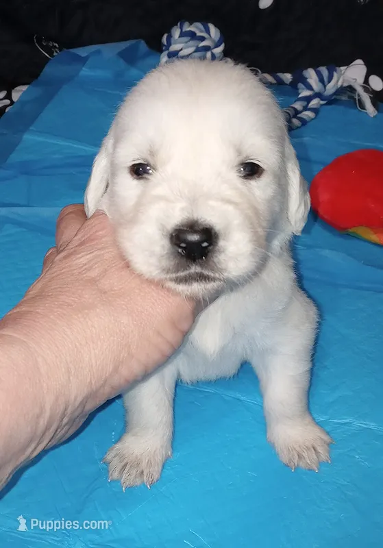 Knight – English Cream Golden Retriever puppy for sale in Aliquippa, PA