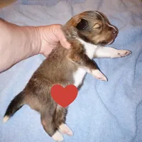 Dover, a male Shetland Sheepdog for sale in Aliquippa, PA – 2 of 5