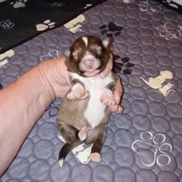 Daytona, a female Shetland Sheepdog for sale in Aliquippa, PA – 1 of 5