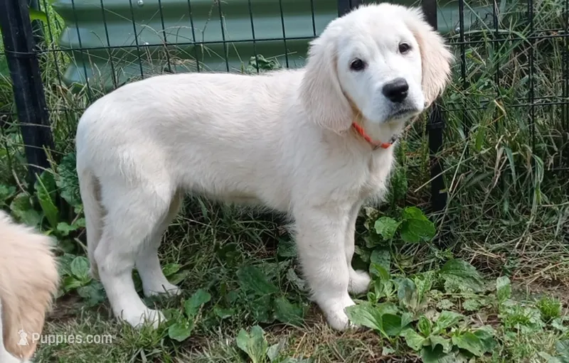 Queen – English Cream Golden Retriever puppy for sale in Aliquippa, PA