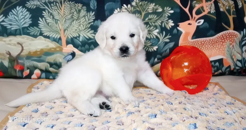 Bishop – English Cream Golden Retriever puppy for sale in Aliquippa, PA