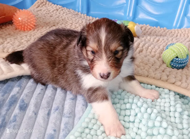 Gilligan – Shetland Sheepdog puppy for sale in Aliquippa, PA