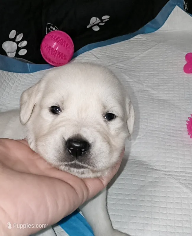 Checkmate – English Cream Golden Retriever puppy for sale in Aliquippa, PA