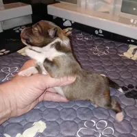 Daytona, a female Shetland Sheepdog for sale in Aliquippa, PA – 4 of 5