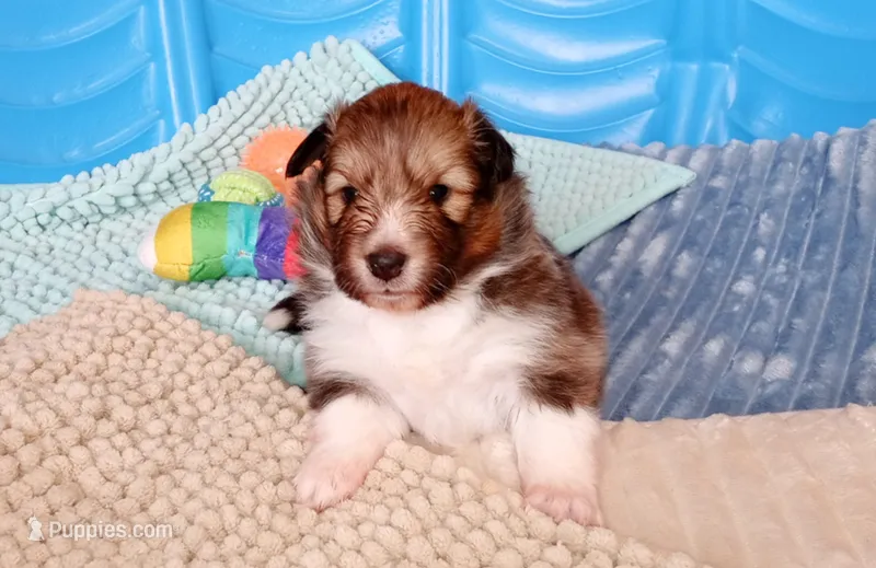Stargell – Shetland Sheepdog puppy for sale in Aliquippa, PA