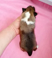 Tsunami, a female Shetland Sheepdog for sale in Aliquippa, PA – 4 of 5
