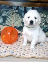 Knight, a male English Cream Golden Retriever for sale in Aliquippa, PA – 9 of 10
