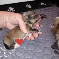 Skipper, a female Shetland Sheepdog for sale in Aliquippa, PA – 2 of 4