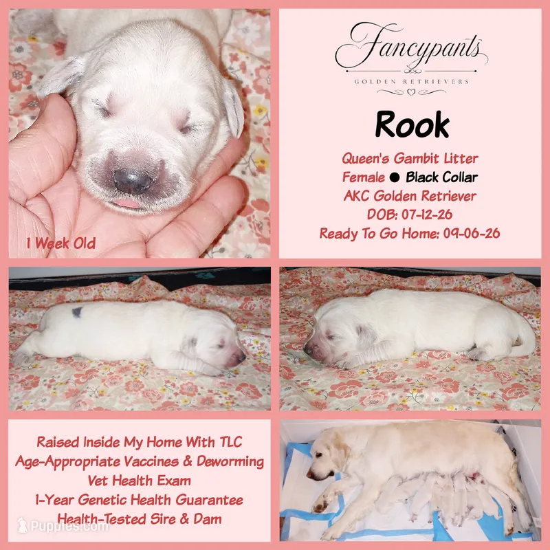 Rook – English Cream Golden Retriever puppy for sale in Aliquippa, PA