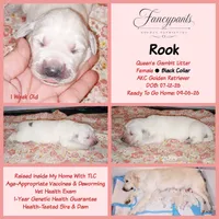 Rook, a female English Cream Golden Retriever for sale in Aliquippa, PA – 1 of 1