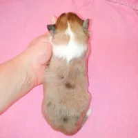 Clemente, a female Shetland Sheepdog for sale in Aliquippa, PA – 5 of 6