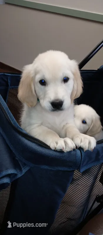Gambit – English Cream Golden Retriever puppy for sale in Aliquippa, PA
