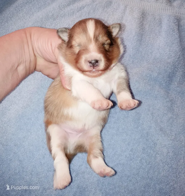 Teke – Shetland Sheepdog puppy for sale in Aliquippa, PA