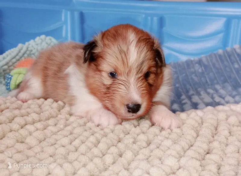 Teke – Shetland Sheepdog puppy for sale in Aliquippa, PA